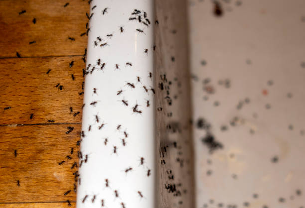 Best Pest Removal Services  in Jackson Center, OH