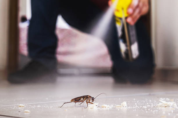 Wasp Removal Services in Jackson Center, OH